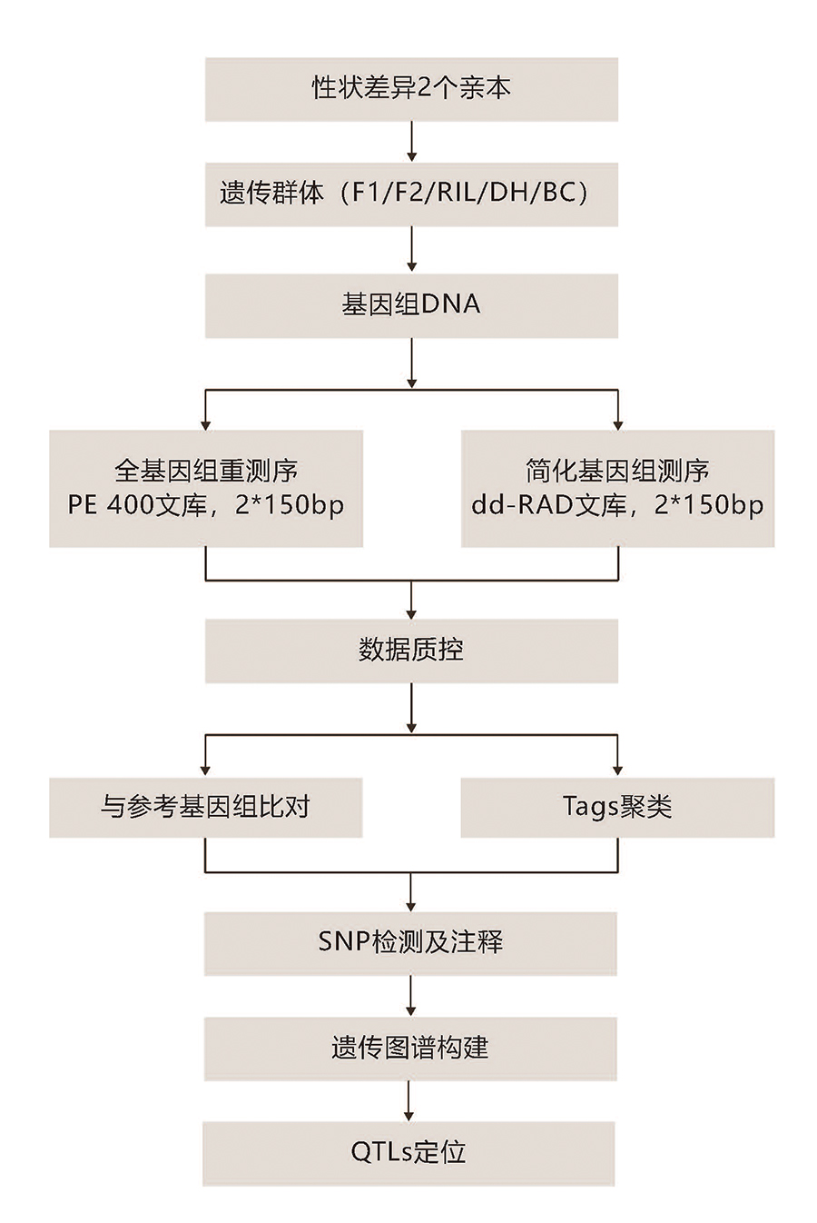 遗传图谱构建技术路线.jpg