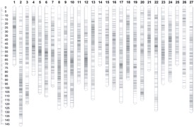 遗传图谱构建分析结果.jpg