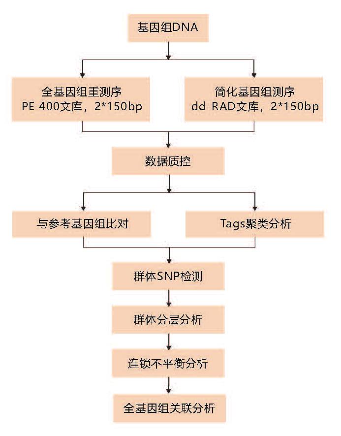 全基因组关联技术路线.jpg