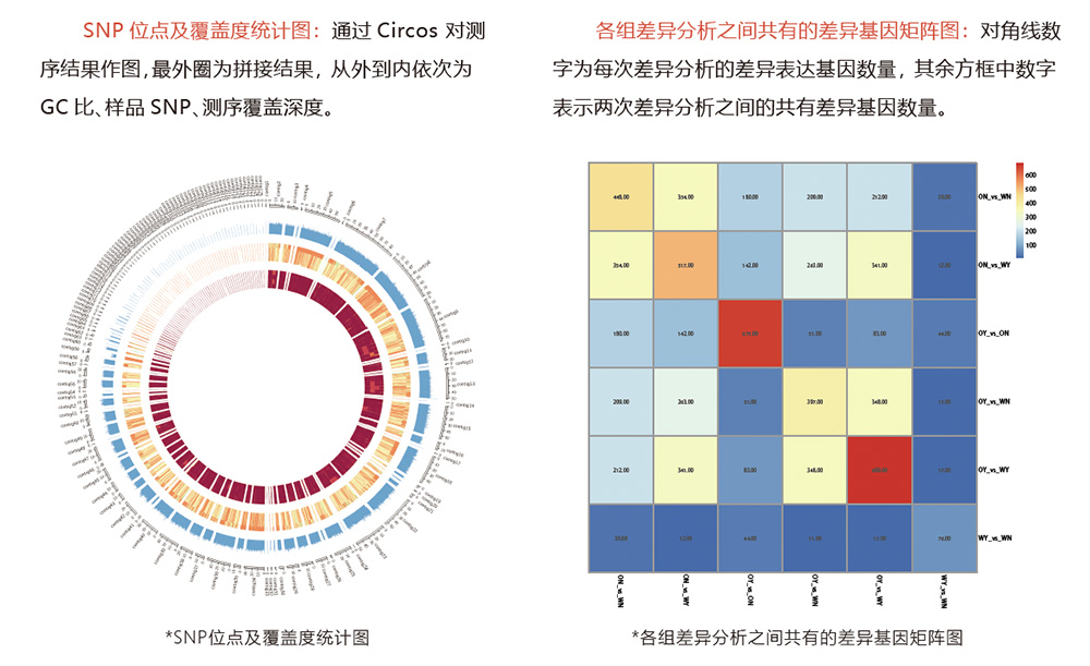 转录组测序结果2.jpg