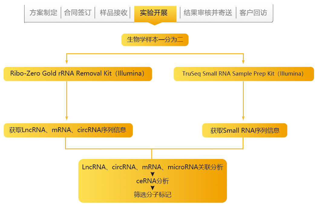 全转录组测序技术路线.jpg